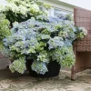 Hydrangea 'Fairytrail Fresco' Live Plant - 5-7 Inch Starter - Deciduous Shrub - Image 1