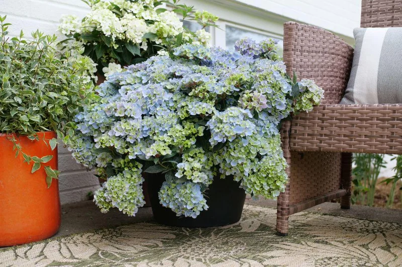 Hydrangea 'Fairytrail Fresco' Live Plant - 5-7 Inch Starter - Deciduous Shrub - Image 1
