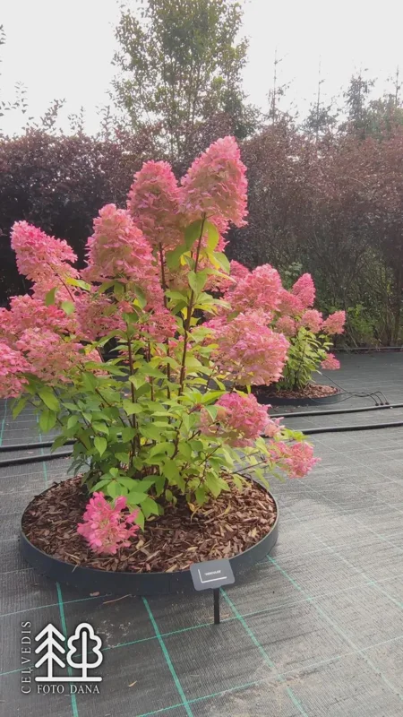 Hydrangea 'Hercules' Live Plant – Starter Size 5-7 Inch – White Flowers Outdoor Shrub - Image 2