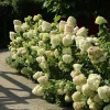 Hydrangea 'Hercules' Live Plant – Starter Size 5-7 Inch – White Flowers Outdoor Shrub - Image 1