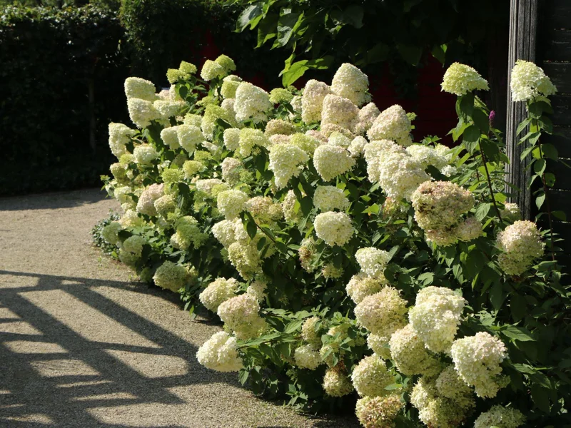 Hydrangea 'Hercules' Live Plant – Starter Size 5-7 Inch – White Flowers Outdoor Shrub - Image 1