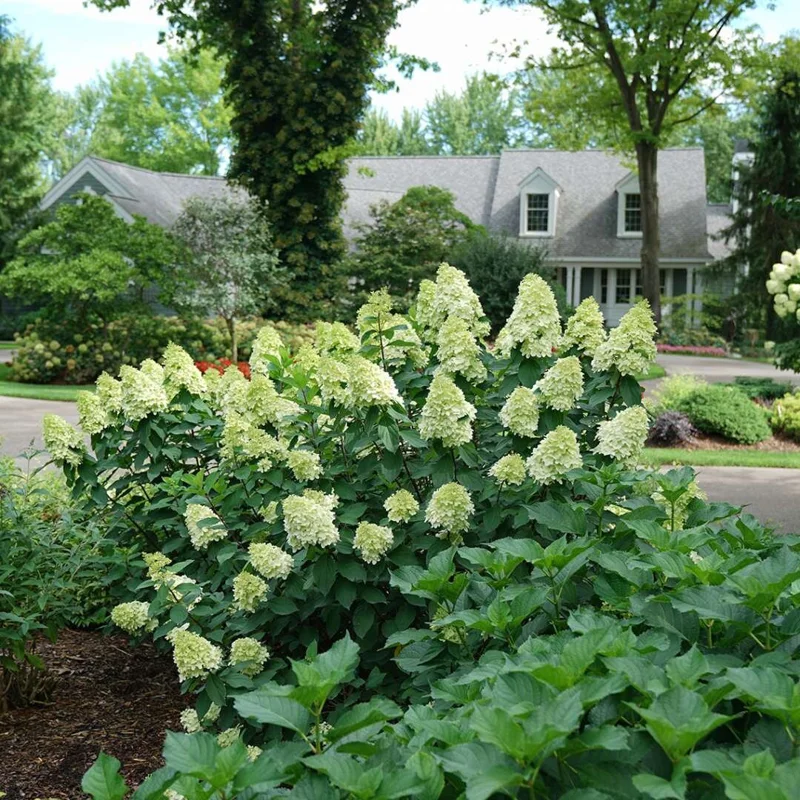 Hydrangea Live Plant - Miscellaneous Varieties - Starter Plant - 2.5 Inch Pot - Image 2