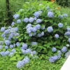 Hydrangea Live Plant - Miscellaneous Varieties - Starter Plant - 2.5 Inch Pot - Image 1