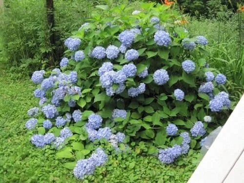 Hydrangea Live Plant - Miscellaneous Varieties - Starter Plant - 2.5 Inch Pot - Image 1