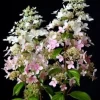 Hydrangea Paniculata 'Confetti' Live Plant - 4-6 Inch Starter Shrub - Image 1
