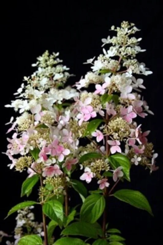 Hydrangea Paniculata 'Confetti' Live Plant - 4-6 Inch Starter Shrub - Image 1