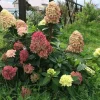 Hydrangea Paniculata 'Graffiti' Live Plant - Starter Size 6-8 Inch - Outdoor Shrub - Image 1