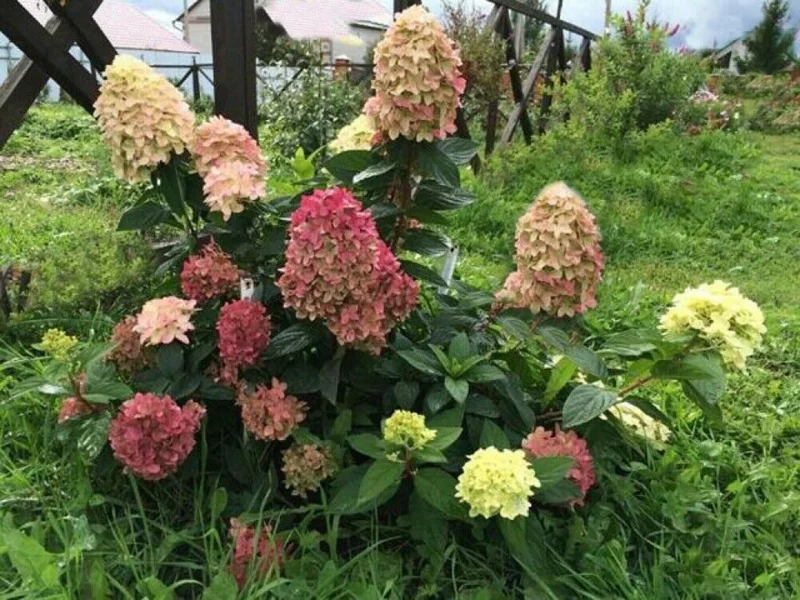 Hydrangea Paniculata 'Graffiti' Live Plant - Starter Size 6-8 Inch - Outdoor Shrub - Image 1