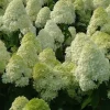Hydrangea Paniculata 'Limelight' Live Plant – 4-6 Inch Pot – Outdoor Shrub - Image 1