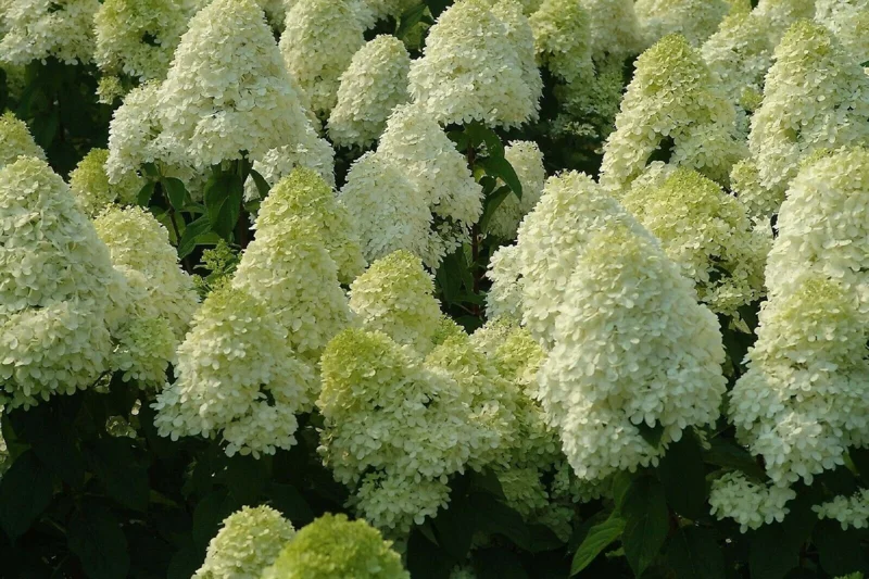 Hydrangea Paniculata 'Limelight' Live Plant – 4-6 Inch Pot – Outdoor Shrub - Image 1