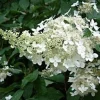 Hydrangea Paniculata Live Plant – Starter Shrub – 7-10 Inch Tall – Outdoor - Image 1
