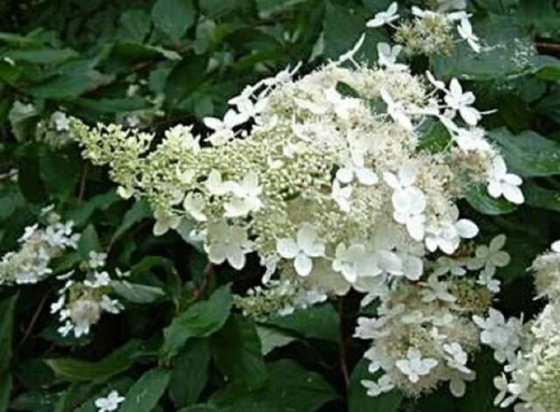 Hydrangea Paniculata Live Plant – Starter Shrub – 7-10 Inch Tall – Outdoor - Image 1