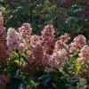 Hydrangea Paniculata 'Pink Diamond' Live Plant – Starter Shrub 6-8 Inch – Outdoor - Image 1