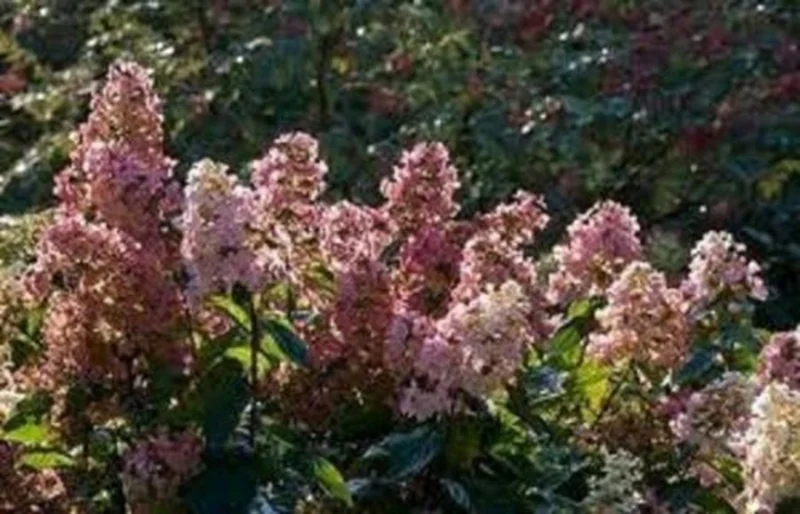 Hydrangea Paniculata 'Pink Diamond' Live Plant – Starter Shrub 6-8 Inch – Outdoor - Image 1