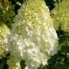 Hydrangea Paniculata 'Polar Bear' Live Plant – 5-7 Inch Starter Shrub - Image 1