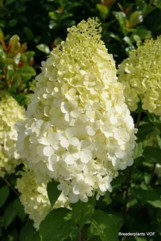 Hydrangea Paniculata 'Polar Bear' Live Plant – 5-7 Inch Starter Shrub - Image 1