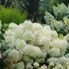 Hydrangea Paniculata 'Puffer Fish' Live Plant – 4-6 Inch Starter Shrub – White Blooms – Outdoor - Image 1
