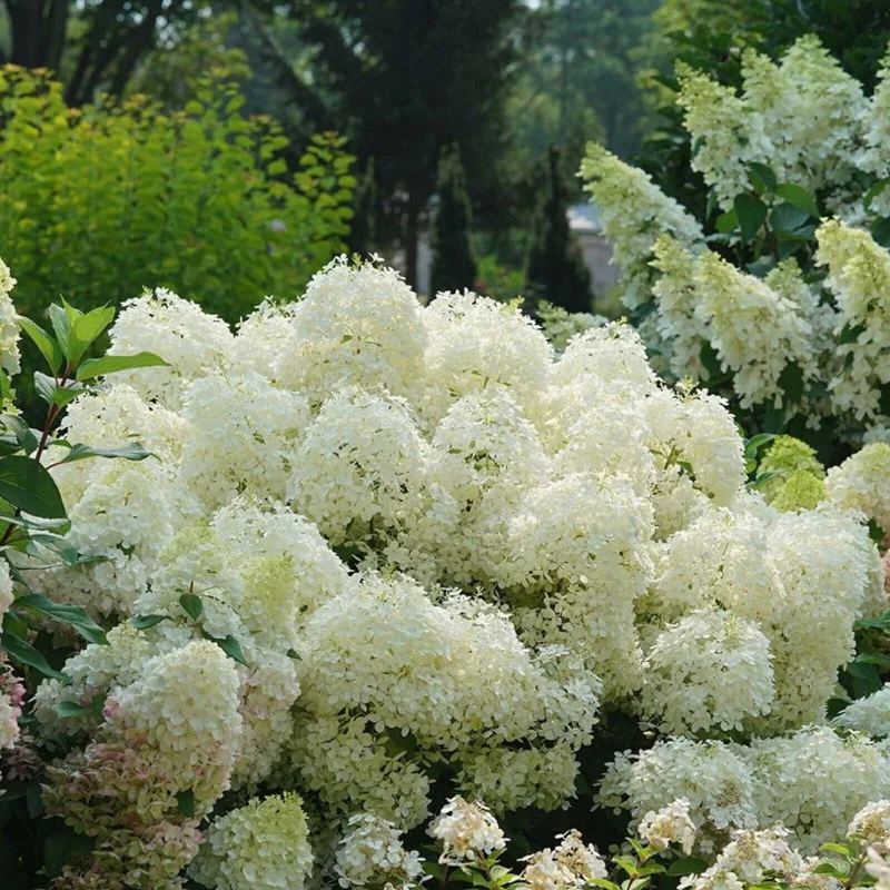 Hydrangea Paniculata 'Puffer Fish' Live Plant – 4-6 Inch Starter Shrub – White Blooms – Outdoor - Image 1