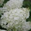 Hydrangea Paniculata 'Silver Dollar' Live Plant - 8-12 Inch Starter Shrub - Image 1