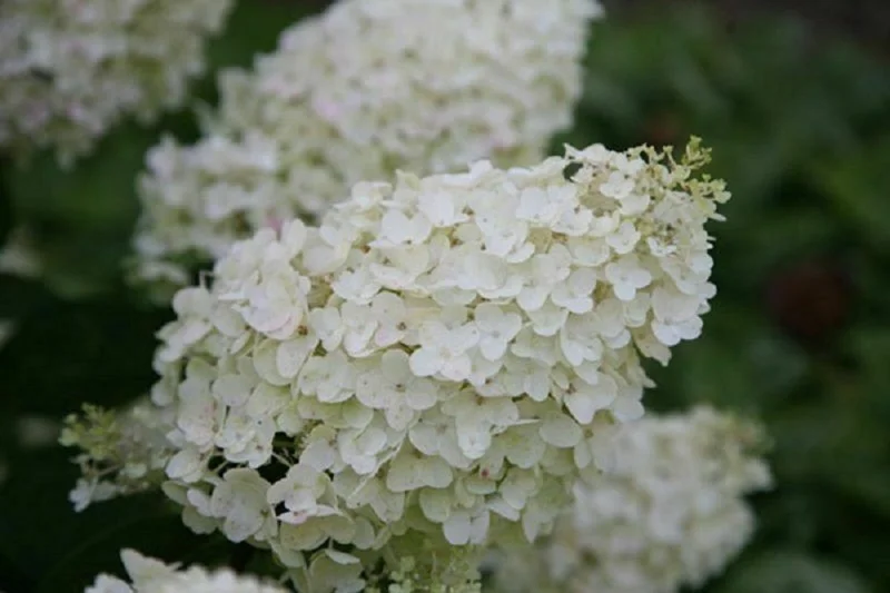 Hydrangea Paniculata 'Silver Dollar' Live Plant - 8-12 Inch Starter Shrub - Image 1