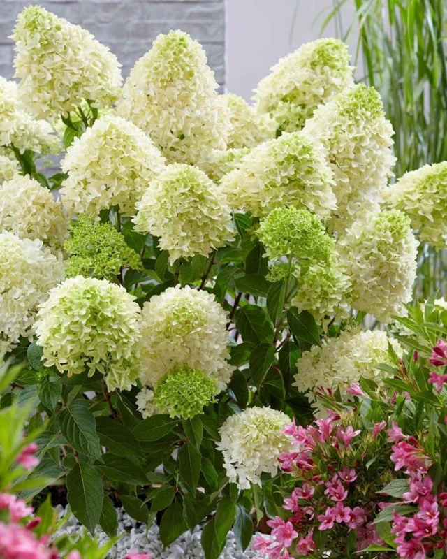 Hydrangea Paniculata 'Skyfall' Live Plant – Starter Shrub – Approx 6 Inch Tall - Image 1