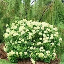 Hydrangea 'Powerball' Live Plant - 6-8 Inch Deciduous Shrub for Outdoor Gardens - Image 2