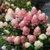 Hydrangea 'Powerball' Live Plant - 6-8 Inch Deciduous Shrub for Outdoor Gardens - Image 1
