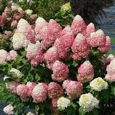 Hydrangea 'Powerball' Live Plant - 6-8 Inch Deciduous Shrub for Outdoor Gardens - Image 1