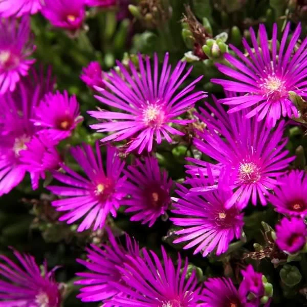 Ice Plant Live Plug - Hardy Delosperma Cooperi Succulent Ground Cover - Well-Rooted - Image 2