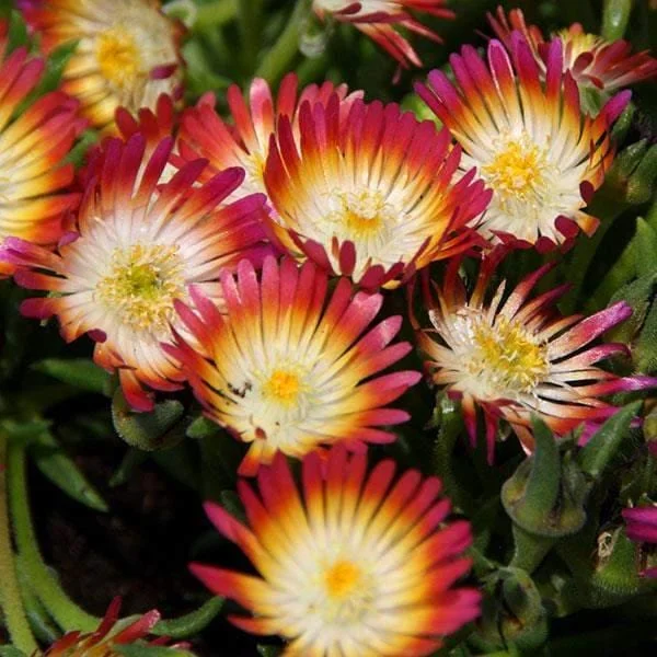 Ice Plant Live Plug - Hardy Delosperma Cooperi Succulent Ground Cover - Well-Rooted - Image 1