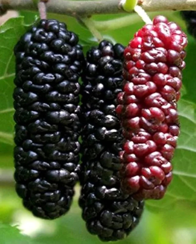 Illinois Everbearing Mulberry Seeds - 20 Count, Fruit Tree Seeds, Indoor & Outdoor - Image 2