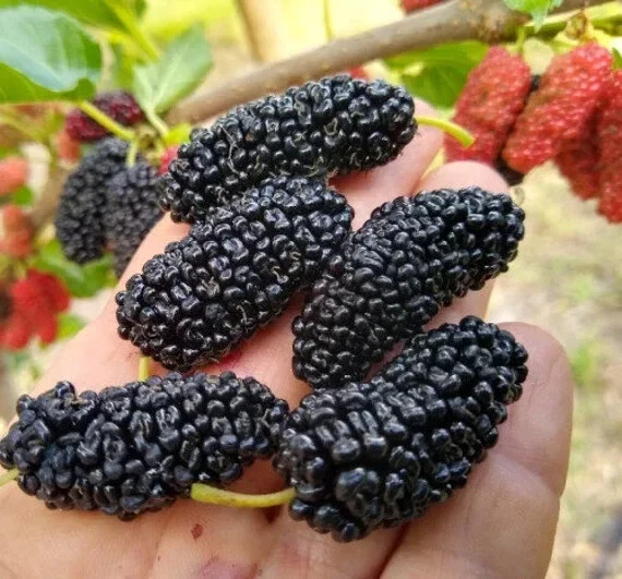 Illinois Everbearing Mulberry Seeds - 20 Count, Fruit Tree Seeds, Indoor & Outdoor - Image 3