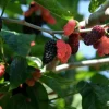 Illinois Everbearing Mulberry Seeds - 20 Count, Fruit Tree Seeds, Indoor & Outdoor - Image 1