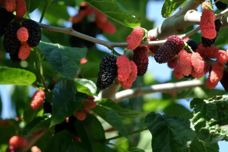 Illinois Everbearing Mulberry Seeds - 20 Count, Fruit Tree Seeds, Indoor & Outdoor - Image 1