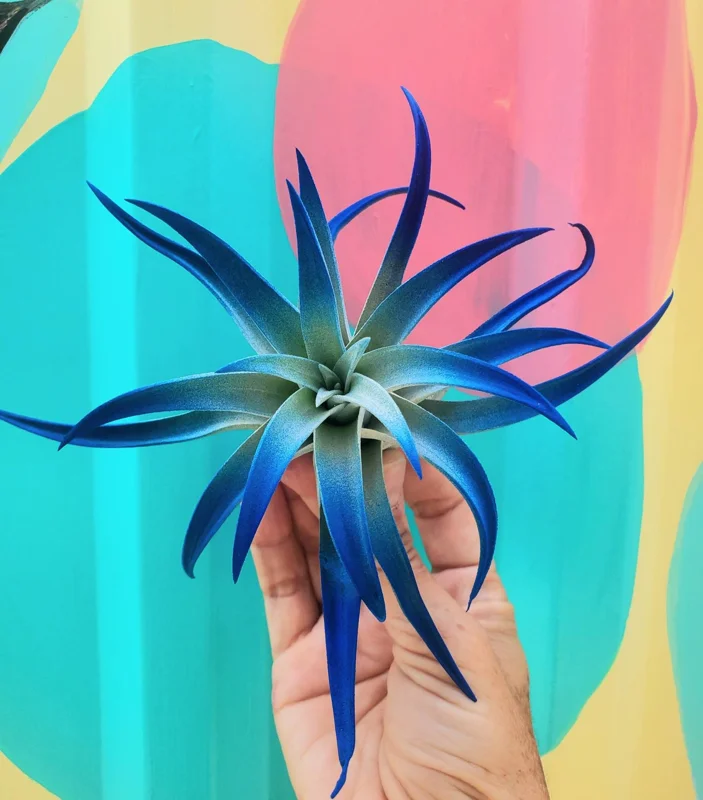 Indigo Air Plant Tillandsia - Live Plant - Dark Blue Enhanced Variety - 4-6 Inches - Indoor - Image 4