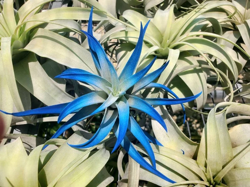 Indigo Air Plant Tillandsia - Live Plant - Dark Blue Enhanced Variety - 4-6 Inches - Indoor - Image 6