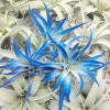 Indigo Air Plant Tillandsia - Live Plant - Dark Blue Enhanced Variety - 4-6 Inches - Indoor - Image 1
