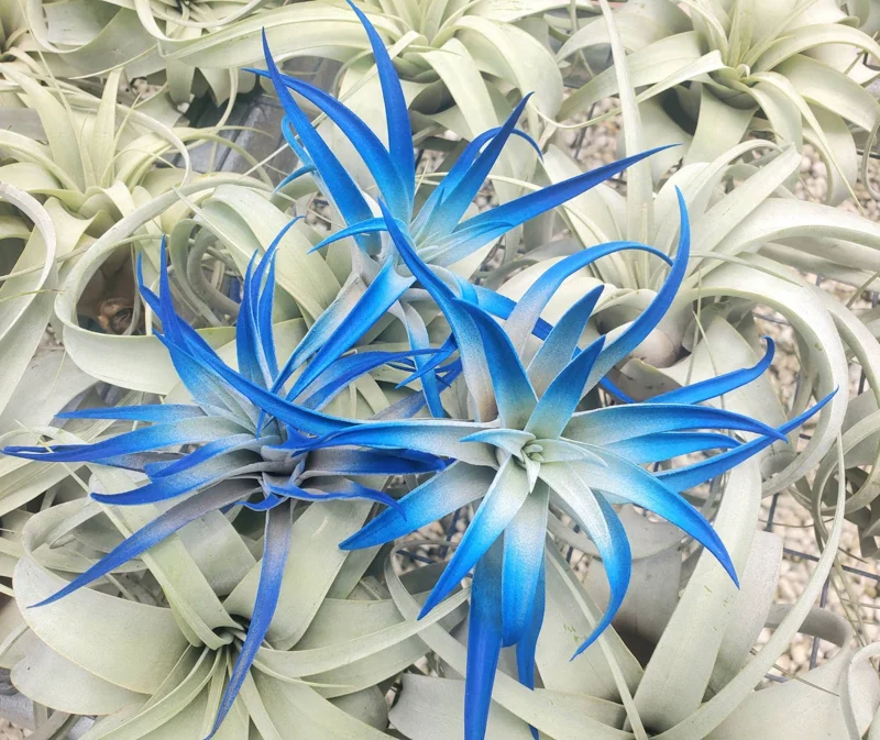 Indigo Air Plant Tillandsia - Live Plant - Dark Blue Enhanced Variety - 4-6 Inches - Indoor - Image 1