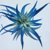 Indigo Dark Blue Air Plant Tillandsia Live Plant - Low Maintenance Indoor, 4-6 inches - Image 1