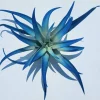 Indigo Dark Blue Tillandsia Air Plant - Live Plant - 4-6 inches Tall - Indoor - Image 1