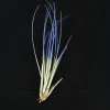 Indigo Juncea Air Plant Live Tillandsia, Easy Care Terrarium Plant, 4-7 Inches - Image 1