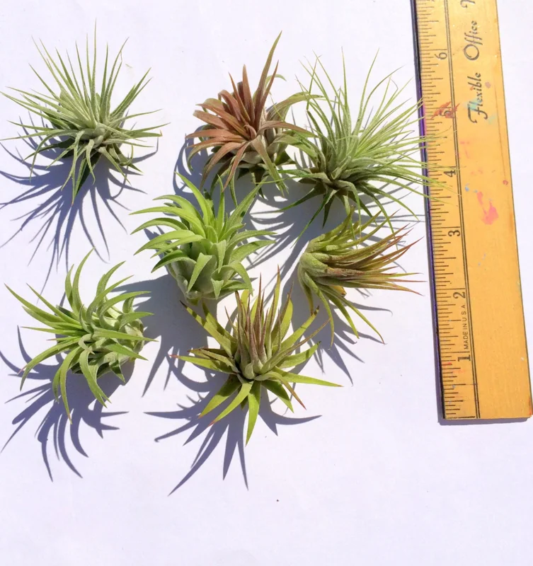 Iona Tillandsia Air Plant 3-Pack - Live Plant for Terrariums, 1-3 inches - Image 2