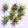 Iona Tillandsia Air Plant 3-Pack - Live Plant for Terrariums, 1-3 inches - Image 1