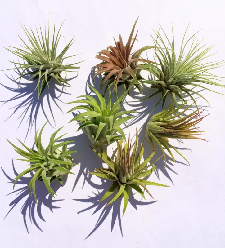 Iona Tillandsia Air Plant 3-Pack - Live Plant for Terrariums, 1-3 inches - Image 1