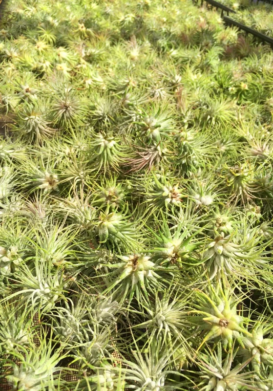 Iona Tillandsia Air Plant 3-Pack - Live Plant for Terrariums, 1-3 inches - Image 3