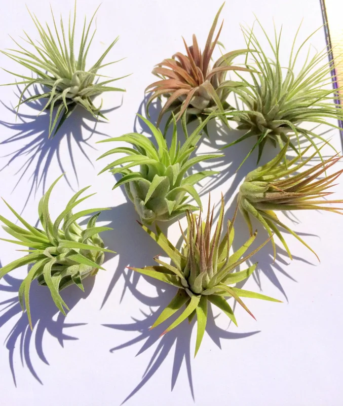 Iona Tillandsia Air Plant 3-Pack - Live Plant for Terrariums, 1-3 inches - Image 5