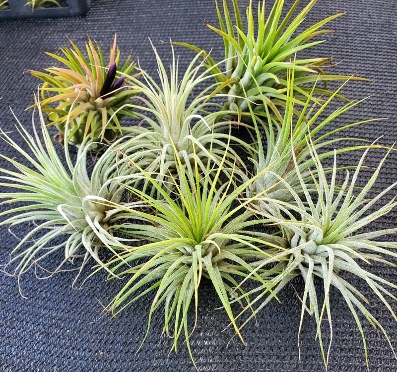 Iona Tillandsia Air Plant 3-Pack - Live Plant for Terrariums, 1-3 inches - Image 7