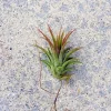 Iona Tillandsia Air Plant - Live Tillandsia Ionantha - 1-3 inch Tropical - Image 1