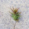Iona Tillandsia Air Plant - Live Tropical Houseplant 1-3 inches - Easy Care - Image 1