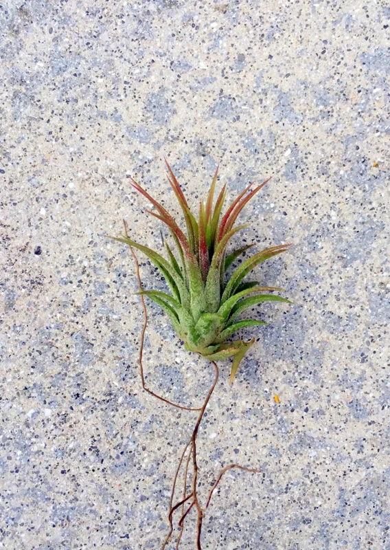 Iona Tillandsia Air Plant - Live Tropical Houseplant 1-3 inches - Easy Care - Image 1